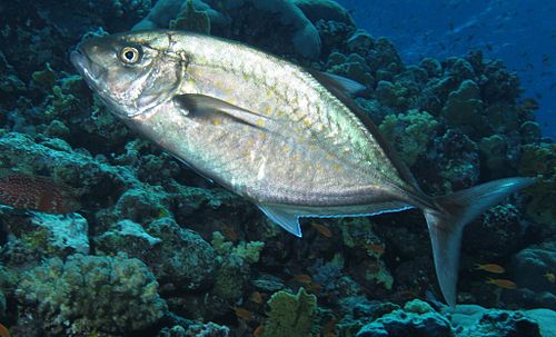 Orange-spotted trevally